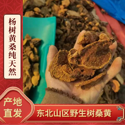 长白山桑黄 杨树桑黄 金边桑黄  灵芝桑黄 产地直发