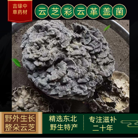 云芝蘑  彩云革盖菌