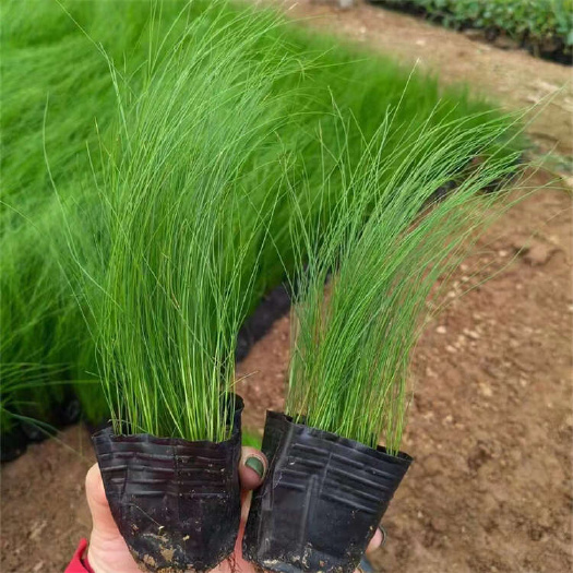 青州市墨西哥羽毛草 细叶针芒 细茎针芒
