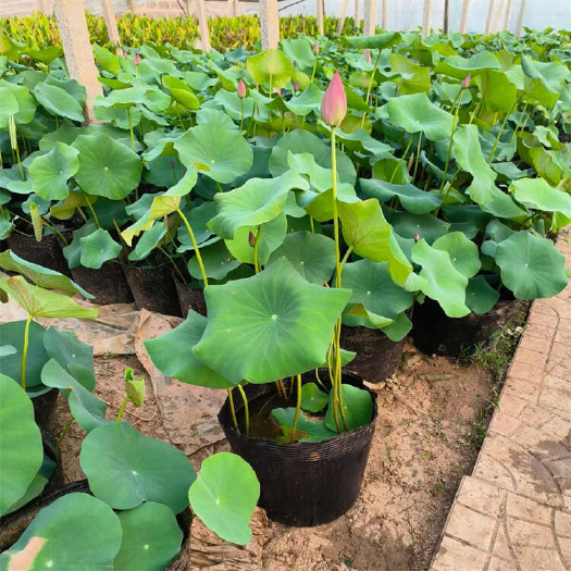 荷花种苗批发 池塘绿化 观赏荷花种植基地