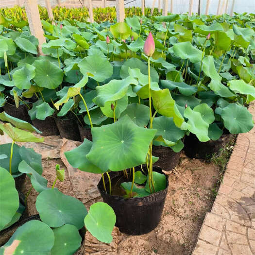 青州市荷花种苗批发 池塘绿化 观赏荷花种植基地