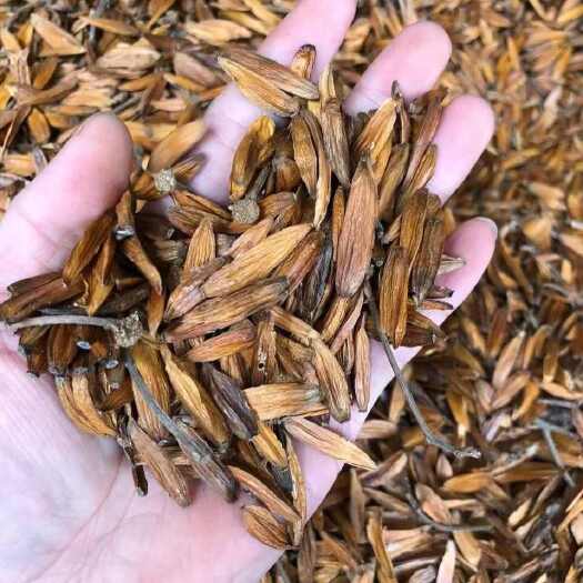 昆明喜树果千丈树水栗子天梓树喜树果喜树果批发喜树果
