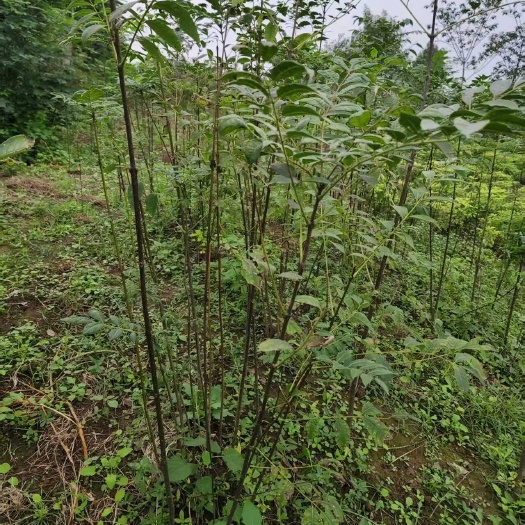 黄柏苗 优质苗木可整车发货含技术指导带植物检疫证
