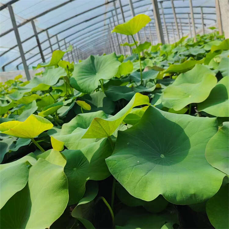 荷花种苗批发 池塘绿化 观赏荷花种植基地