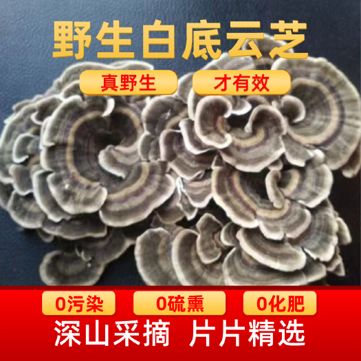 桦甸市白底云芝长白山云芝云芝菌黄云芝蘑泡水食用中