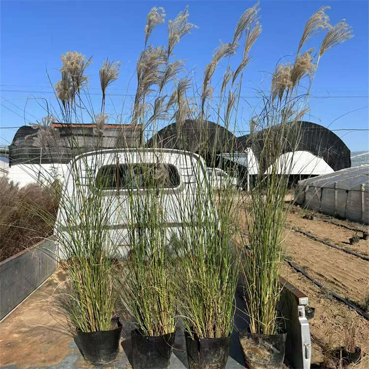 细叶芒 景观地被草批发