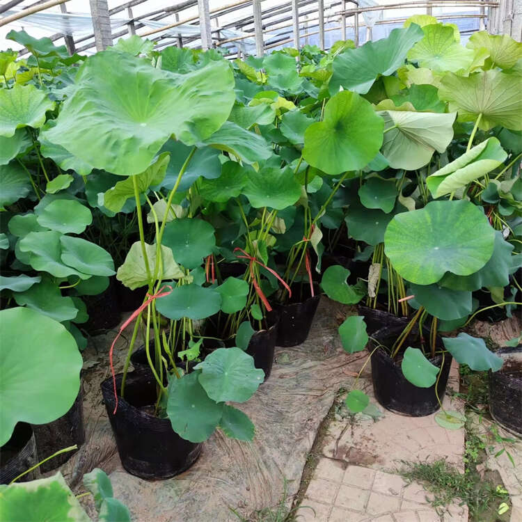 荷花种苗批发 池塘绿化 观赏荷花种植基地