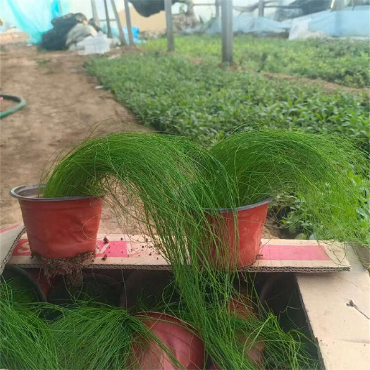 墨西哥羽毛草 细叶针芒 细茎针茅