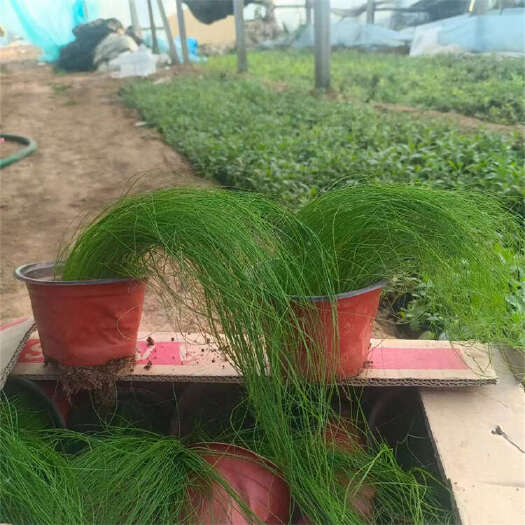 青州市墨西哥羽毛草 细叶针芒 细茎针茅