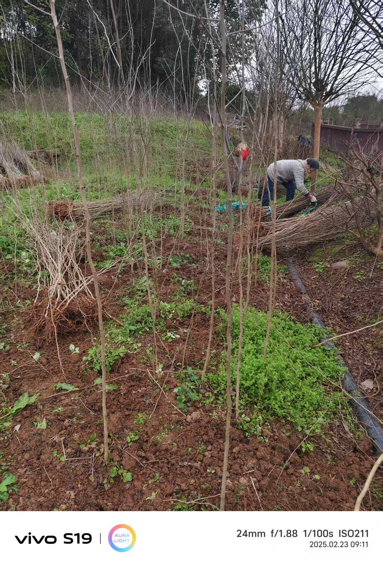 杜仲苗高度60公分庆津提供检疫证技术指导多种配送方式可开发票