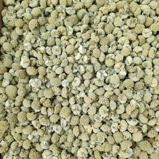 昆明绿萝花绿箩花绿罗花绿萝花绿箩花绿罗花批发