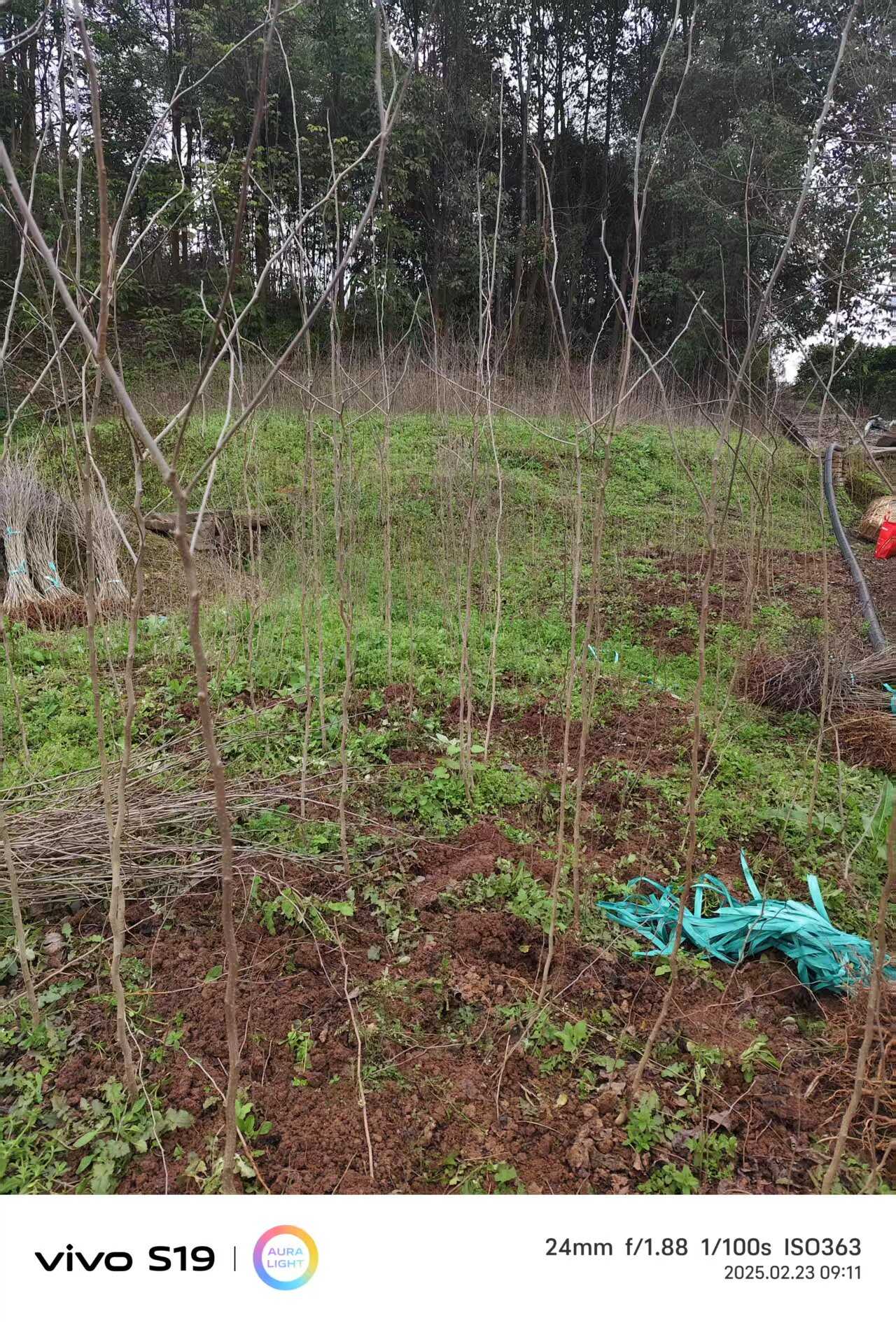 杜仲苗高度60公分庆津提供检疫证技术指导多种配送方式可开发票