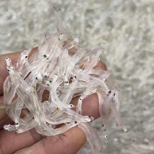 乳源县广东韶关乳源瑶族自治县鲜活小银鱼水产  原产地直发