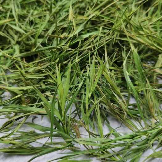 昆明淡竹叶西域冰竹叶淡竹叶西域冰竹叶批发
