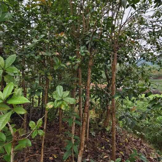 重庆江津供应米径1-8公分优质桂花树苗木