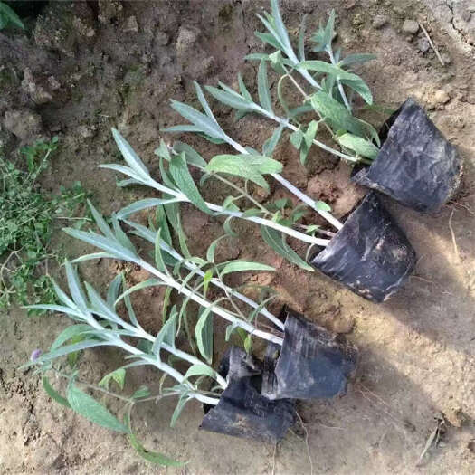 青州市羽绒鼠尾草 墨西哥鼠尾草