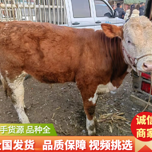 威宁县牛类，肉牛，架子牛，牛犊。手续齐全养殖场直供视频看货全国发货