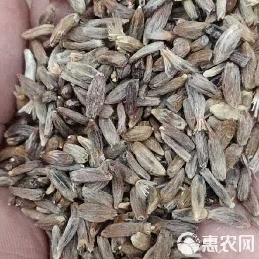 白术种子，产地直销  诚信做生意，提供技术指导！