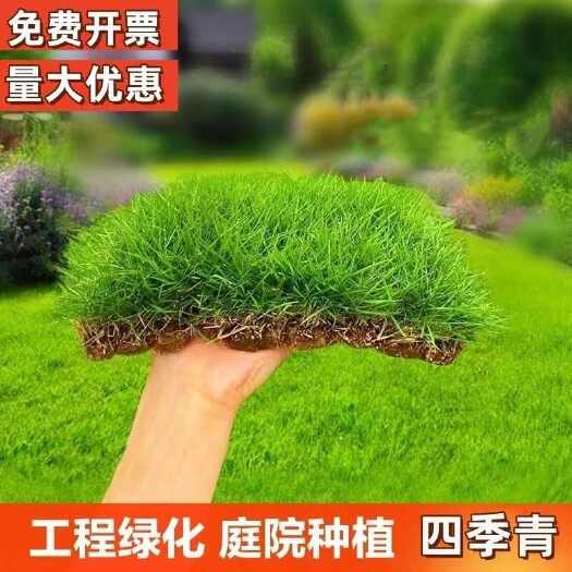 草坪种子护坡草籽黑麦草高羊茅矮生四季青百慕大花组合种子