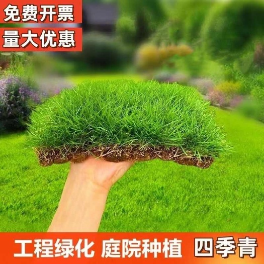 沭阳县草坪种子护坡草籽黑麦草高羊茅矮生四季青百慕大花组合种子