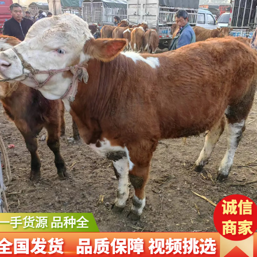 威宁县西门塔尔牛手续齐全养殖场直供视频看货全国发货