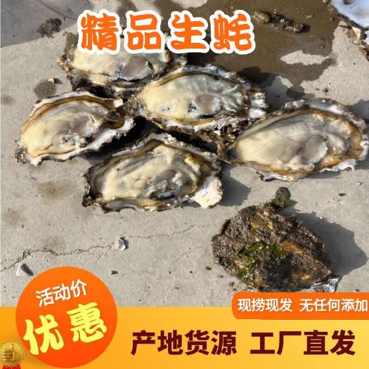 大连大连新鲜生蚝水产贝类鲜活海鲜现捞直发