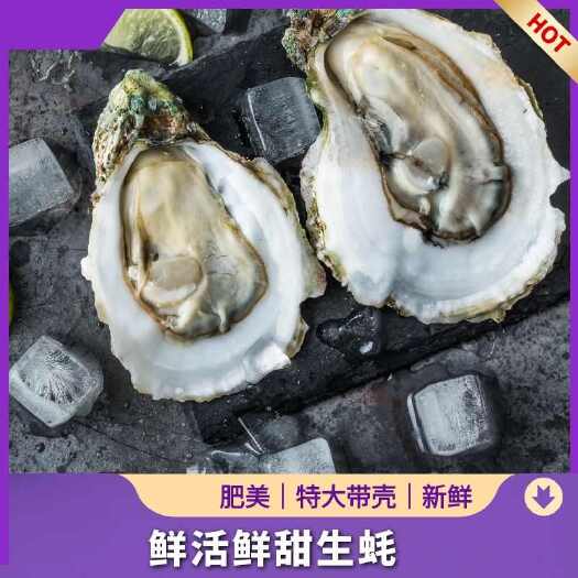大连新鲜蚝 水产贝类 当日捕捞现售保证鲜活口感嫩爽