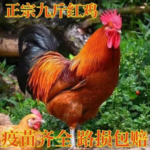 长沙大红公鸡九斤红鸡苗包运输成活死亡包赔质量保证包打疫苗