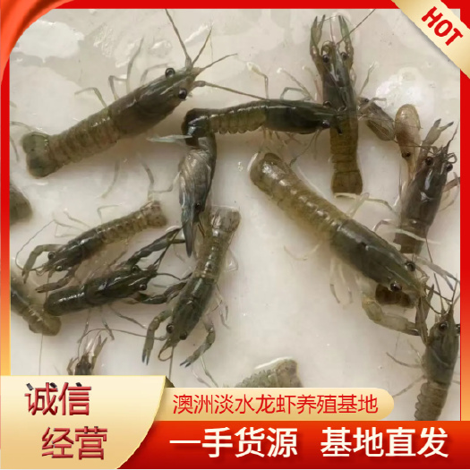 海口澳洲淡水龙虾虾苗 蓝虾苗 养殖基地直发