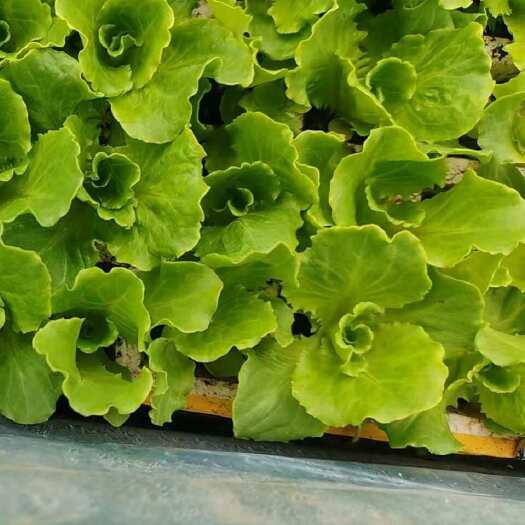 荥阳市基地直发生菜苗根系发达生菜幼苗