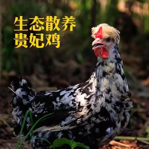 长沙正宗贵妃鸡苗贵妃鸡苗孵化场家直销品种纯正包打疫苗全国发货