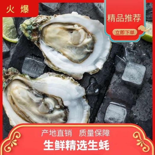 大连精品生蚝 三倍体二倍体生蚝冷水蚝