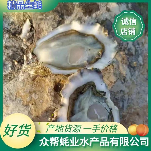 大连生鲜贝类生蚝 场地直发新鲜现捞现发