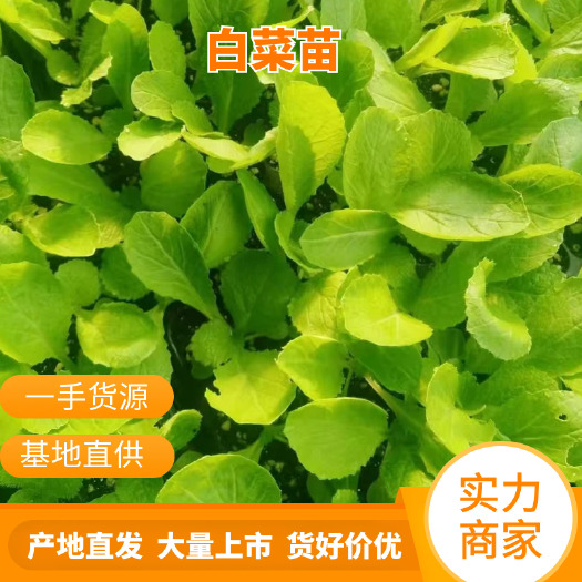 莘县白菜苗，黄心大白菜，基地直供，产地直销
