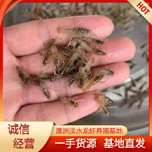 澳洲龍蝦苗 藍(lán)龍蝦苗 育苗基地直發(fā)