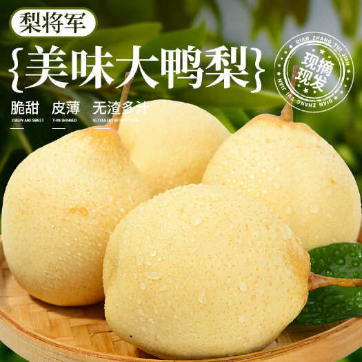 赵县赵县鸭梨专业种植自己冷库