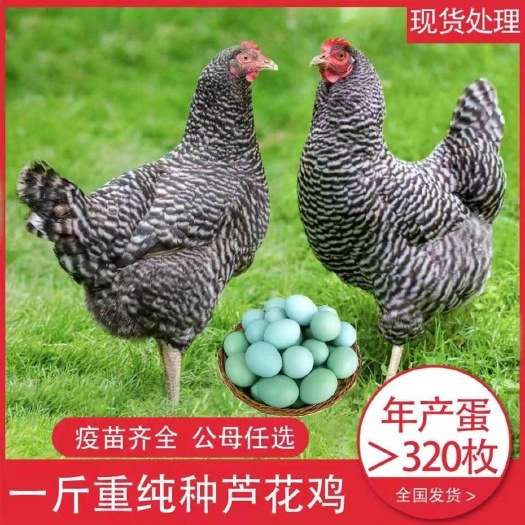 长沙汶上芦花鸡苗黑芦花鸡苗白芦花鸡苗金芦花鸡苗防疫齐全一手货源
