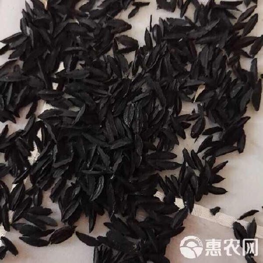 安国市诚信经营知母种子 纯新知母籽，包芽率包邮，欢迎咨询