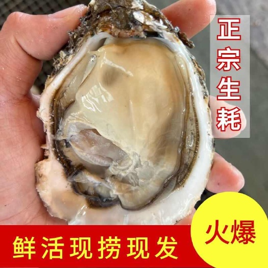 三倍体生蚝