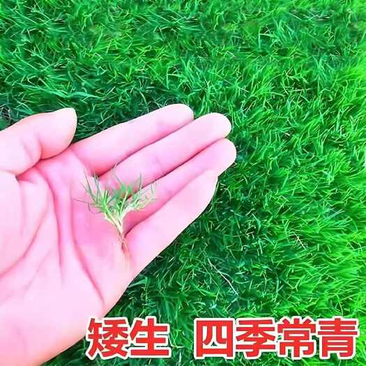 沭阳县草坪种子护坡草籽黑麦草高羊茅矮生四季青百慕大地毯草耐旱狗尾草