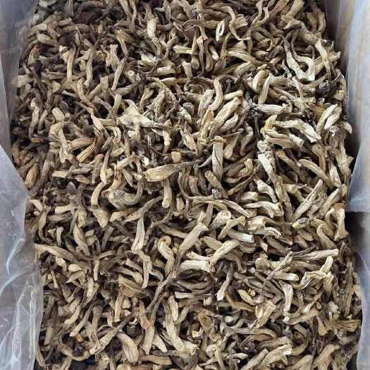 鹿茸菇云南贵州鹿茸菇批发
