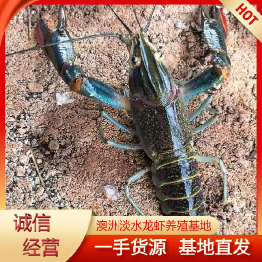 海口澳洲淡水龙虾 澳龙 养殖基地直发 可空运