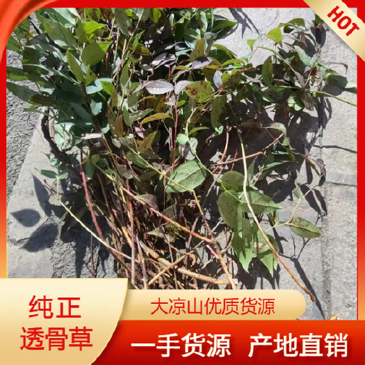 中药材透骨草 优选货源 中药材透骨草批发