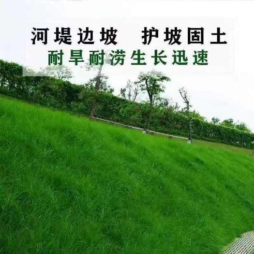 沭阳县草坪种子护坡草籽黑麦草高羊茅矮生四季青百慕大地毯草耐旱狗尾草