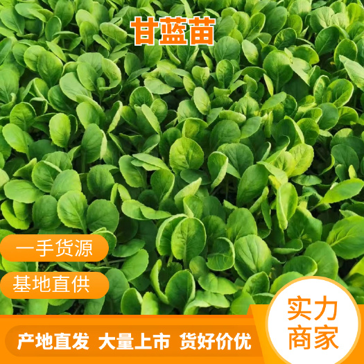 莘县本厂大量供应优质甘蓝苗，质量保证，欢迎新老客户前来订购