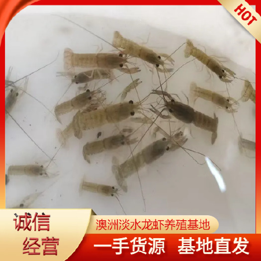 海口澳龙虾苗 淡水龙虾苗 蓝龙虾苗 大量供货