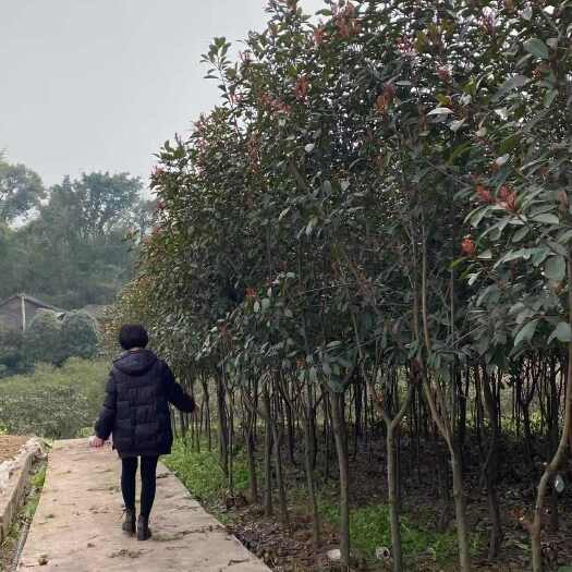4公分红叶石楠重庆江津发货带土球精品苗木可开发票技术指导