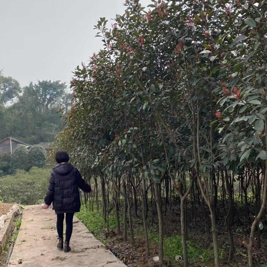 重庆市5公分红叶石楠带土球发货重庆市江津区包检疫证技术支持