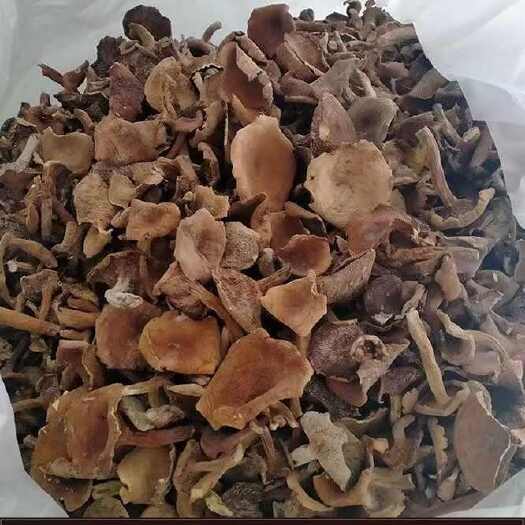 奶浆菌奶浆菌干云南楚雄奶浆菌干批发