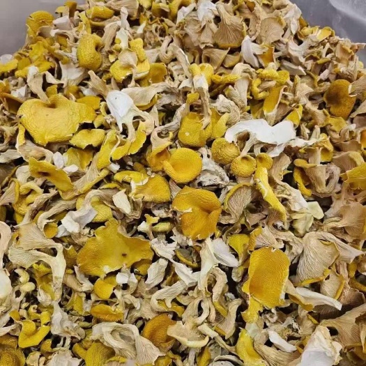 昆明鸡油菌云南鸡油菌鸡油菌云南鸡油菌批发